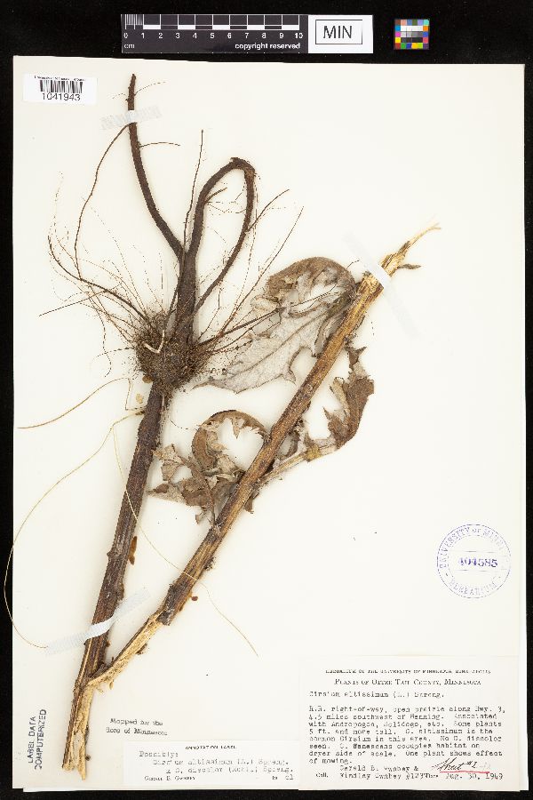 Cirsium x iowense image