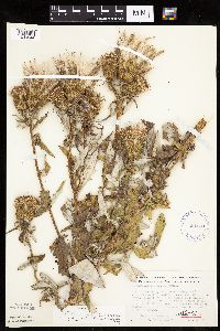 Cirsium x iowense image