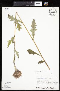 Cirsium muticum image