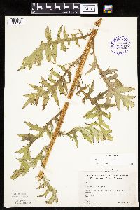 Cirsium muticum image