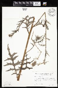 Cirsium muticum image