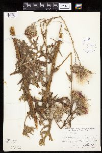Cirsium muticum image