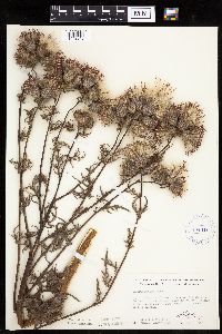 Image of Cirsium muticum