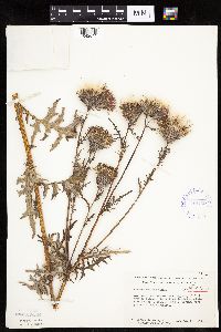 Cirsium muticum image