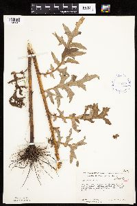 Cirsium muticum image