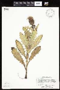 Cirsium pumilum image