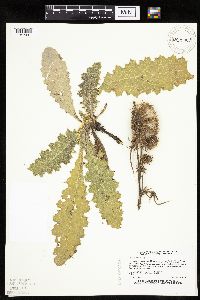 Cirsium pumilum image