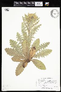 Cirsium pumilum image