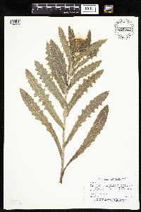 Cirsium pumilum image