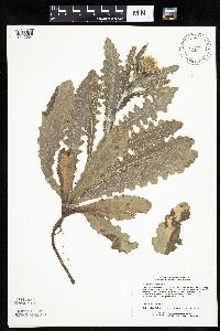 Cirsium pumilum image