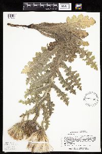 Cirsium pumilum image