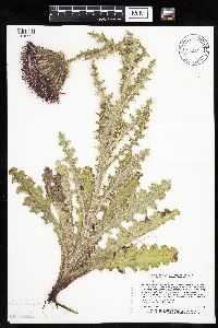 Cirsium pumilum image
