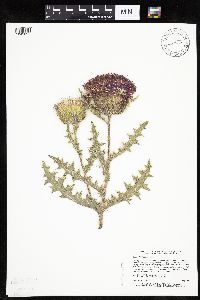 Cirsium pumilum image