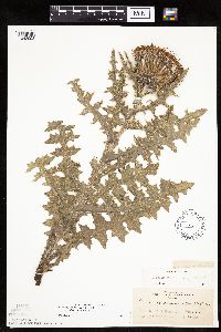 Cirsium pumilum image