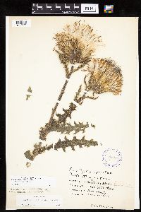 Cirsium pumilum image