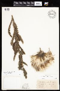 Cirsium pumilum image