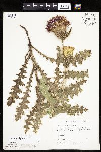 Cirsium pumilum image