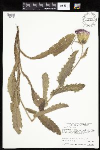 Cirsium pumilum image