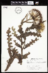 Cirsium pumilum image