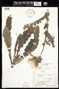 Cirsium pumilum image