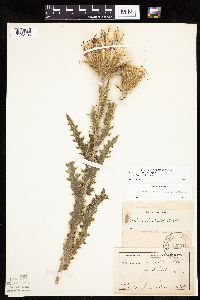 Cirsium pumilum image