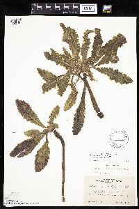 Cirsium pumilum image