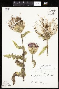 Cirsium pumilum image