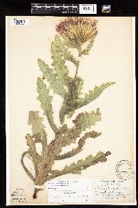 Cirsium pumilum image