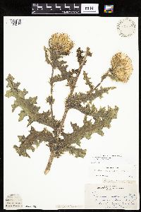 Cirsium pumilum image