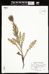 Cirsium pumilum image