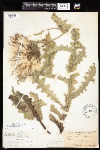 Cirsium pumilum image