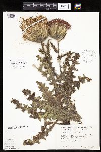 Cirsium pumilum image