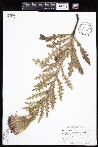 Cirsium pumilum image