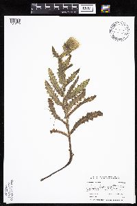 Cirsium pumilum image