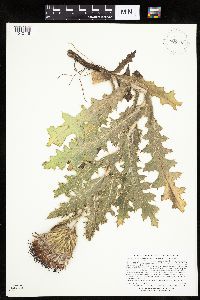 Cirsium pumilum image