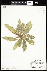 Cirsium pumilum image