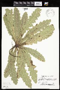 Cirsium pumilum image