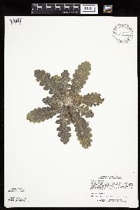 Cirsium pumilum image