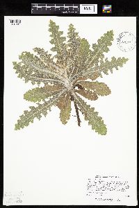 Cirsium pumilum image