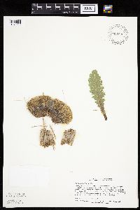 Cirsium pumilum image