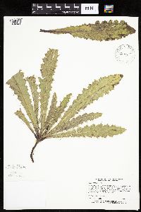 Cirsium pumilum image