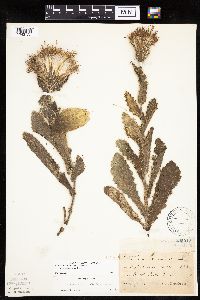 Cirsium pumilum image