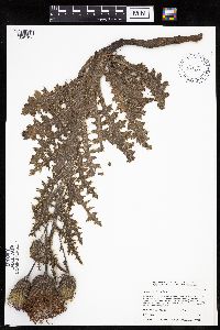Cirsium pumilum image