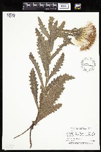 Cirsium pumilum image