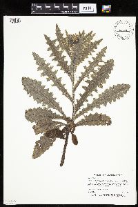 Cirsium pumilum image