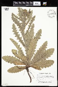 Cirsium pumilum image