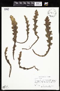 Cirsium pumilum image