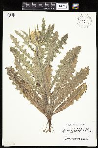 Cirsium pumilum image