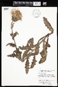 Cirsium pumilum image