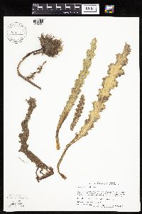 Cirsium pumilum image